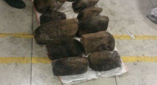 В Забайкалье задержали контрабандный груз из сотен медвежьих лап (2 фото)