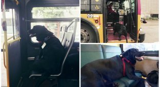 Эта собака каждый день сама ездит на автобусе на прогулку (11 фото + 1 видео)