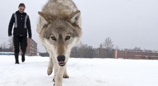 Девушка выгуливает своих волков среди жилых домов (12 фото)