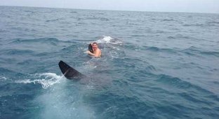 Подросток прокатился на 9-метровой китовой акуле (5 фото + 1 видео)
