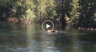 Медведь чуть не погиб, переплывая бурную реку