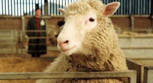 Печальная участь овечки Долли и других клонированных животных