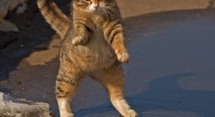 Смешной кот. Умеет танцевать и петь (8 фото)