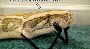 Новый модный мем: змеи с маленькими чёрными руками (12 фото)