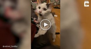 29-летняя кошка просит хозяйку её погладить