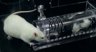 Учёные доказали, что крысы сопереживают друг другу, но делают это выборочно (11 фото + 2 видео)