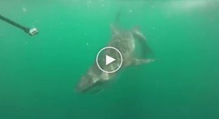 Рыбак снял на видео битву тигровой акулы с акулой-молотом 
