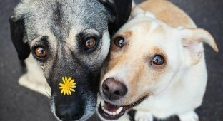 Трогательные обнимашки собак во время фотосессии (6 фото)