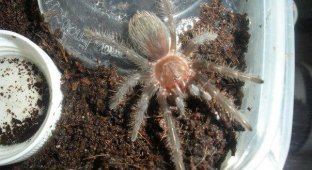 Линька паука (16 фото)