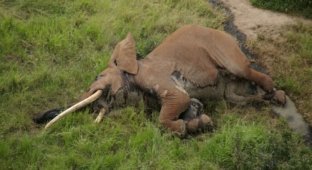 Браконьеры убили одного из самых старых слонов Африки отравленной стрелой (4 фото)