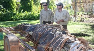 Австралийские рейнджеры поймали крокодила весом в 600 кг (5 фото)