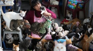 Женщина превратила свой дом в приют для 175 тяжелобольных кошек (10 фото)