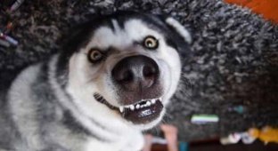 25 доказательств того, что хаски - лучшая порода собак! (22 фото)