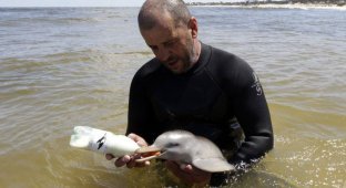 Спасенный детеныш дельфина (10 фото)