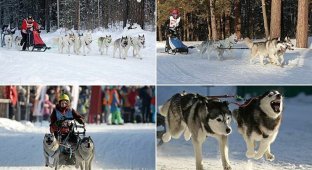 В Бердске прошла веселая гонка на собачьих упряжках (18 фото)