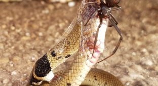 Австралийская битва ядовитого паука и змеи (2 фото)