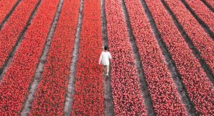 В Нидерландах расцвели 7 миллионов тюльпанов (18 фото)