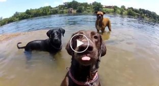 GoPro и собаки