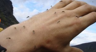 25 самых ненавистных насекомых, известных человеку (26 фото)