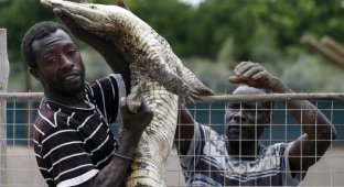 15 000 крокодилов в ЮАР терроризируют местных жителей (9 фото)