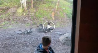 Тигр в зоопарке напал на мальчика через стекло