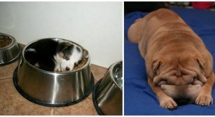 Как хочу, так и сплю. Собаки, которые спят в самых забавных позах (21 фото)