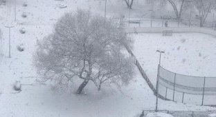Весна отменяется: Москву накрыл снегопад (5 фото + 2 видео)