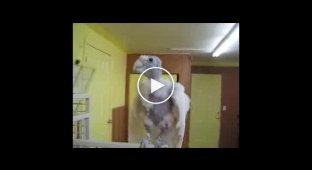 Забавный попугай