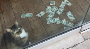 Кот-гопник из Оклахомы заберёт все ваши денежки (6 фото)