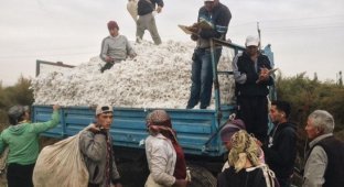 В Узбекистане за съемку сбора хлопка задержали фотографа (3 фото)