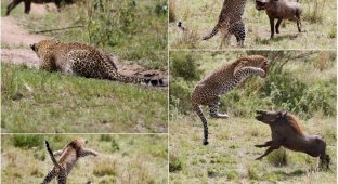 Невероятный прыжок леопарда во время охоты на бородавочника (10 фото)
