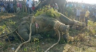 В Индии поймали слона по кличке «Бен Ладен», который убил 5 человек (3 фото + 1 видео)