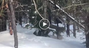 Канадец застукал пытавшихся уединиться в лесу рысей