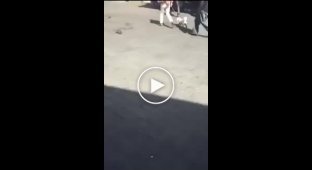 Боевая кошка напала на женщину с собакой