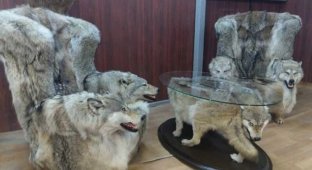 Крипота 80 lvl: в Дагестане начали продавать мебель из чучел волков (5 фото + 1 видео)