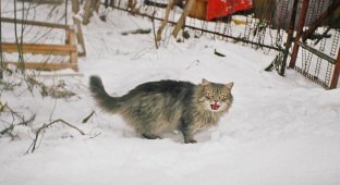 Очень колоритные уличные коты (22 фото)