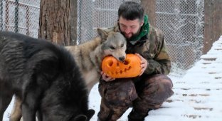Бизнесмен, приручивший волков, набирает популярность в «Инстаграме» (13 фото)