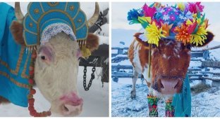 В Якутии провели конкурс красоты среди коров (12 фото)