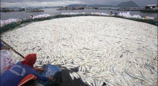Массовая гибель рыбы на Филиппинах (9 фото)