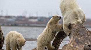 Белая медведица застряла в костях кита (6 фото)