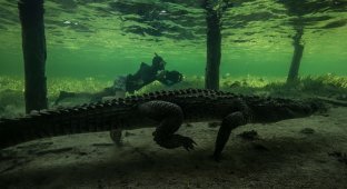 Подводная прогулка с крокодилами (9 фото)