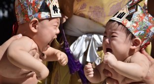 Мастера сумо устраивают слезные баталии младенцев (5 фото)