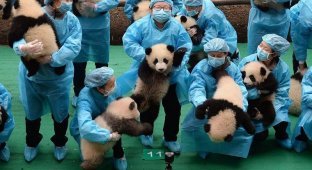 Питомник панд в Китае (11 фото)