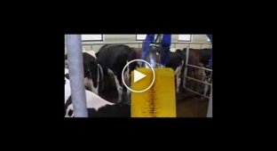 Новая автоматическая мойка для коров