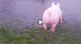 Просто кучка счастливых свиней, играющих в озере