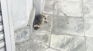 Маленький бездомный котенок лежал на обочине улицы и едва двигался, а люди проходили мимо (9 фото)