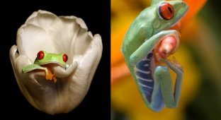 Разноцветные лягушки (14 фото)
