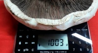 Господин Шампиньон: в Иркутске вырастили гриб весом больше 1 кг (7 фото)