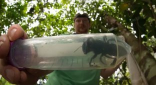 Найдена огромная пчела Уоллеса. Вид этих насекомых считался вымершим (3 фото + видео)