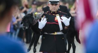 Собаку-сапера похоронили как настоящего героя (6 фото)